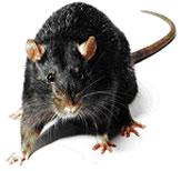 araignées, blattes, cafards, chauve souris, écureuil, fouines, furets, gerbilles, hamsters, lapins, lézards, moustiques, mouches, puces, punaises, rats, ratons laveurs, tiques, sangliers, souris, vers
