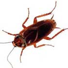 REPOUSSE ULTRASON 12V OISEAU CHIEN CHAT COLOMBE Goéland PERRUCHE VOLATILE REPOUSSEUR OISEAU MO71N